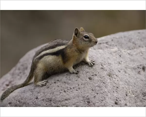 Golden-mantled Squirrel (Citellus lateralis) Yellowstone National Park. Wyoming. USA
