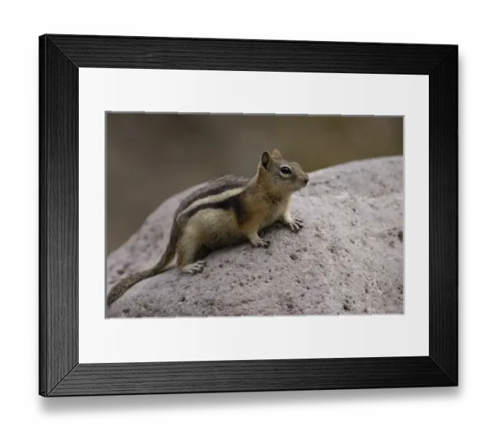 Framed Print : Golden-mantled Squirrel (Citellus lateralis) Yellowstone National Park. Wyoming. USA Framed Print : Golden-mantled Squirrel (Citellus lateralis) Yellowstone National Park. Wyoming. USA