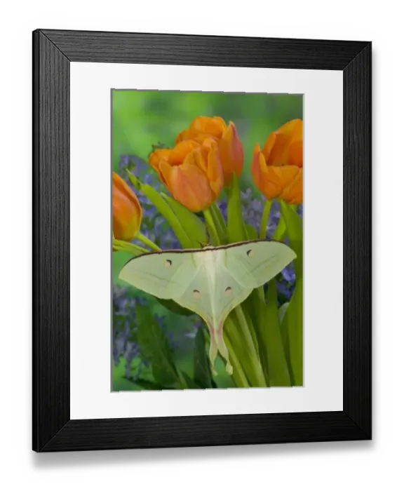 Framed Print : Sammamish, Washington and the Indian Moon Moth Actias selene Framed Print : Sammamish, Washington and the Indian Moon Moth Actias selene