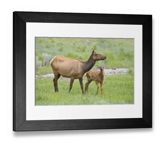 Framed Print : USA, North America, Wyoming Framed Print : USA, North America, Wyoming