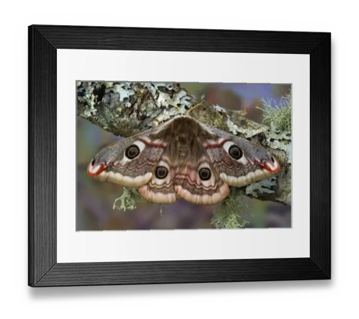 Framed Print : Sammamish, Washington photo of a small European Silk Moth, female Saturnia pavionella Framed Print : Sammamish, Washington photo of a small European Silk Moth, female Saturnia pavionella