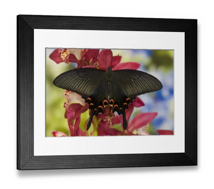 Framed Print : Sammamish, Washington Tropical Butterfly Photograph of female Papilio Bianor Swallowtail Framed Print : Sammamish, Washington Tropical Butterfly Photograph of female Papilio Bianor Swallowtail