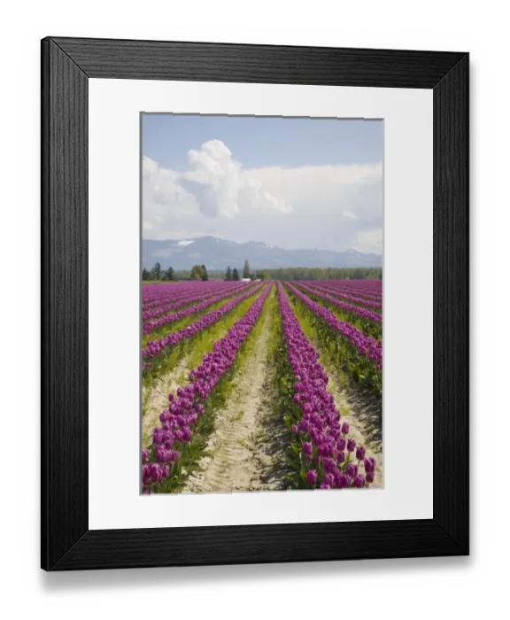 Framed Print : USA, North America, Washington Framed Print : USA, North America, Washington