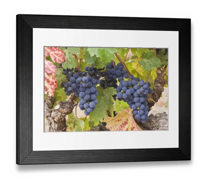 Framed Print : USA, WA, Yakima Valley, Cabernet Franc Grapes (Selective Focus)