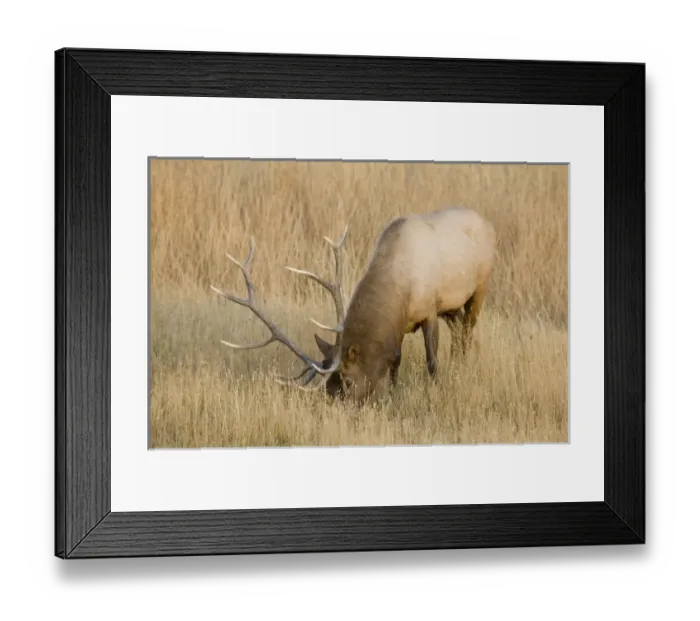Framed Print : USA, North America, Wyoming Framed Print : USA, North America, Wyoming