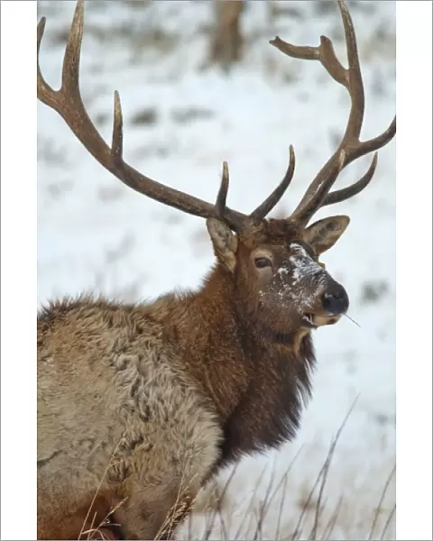 Bull elk in winter in Yellowstone National Park