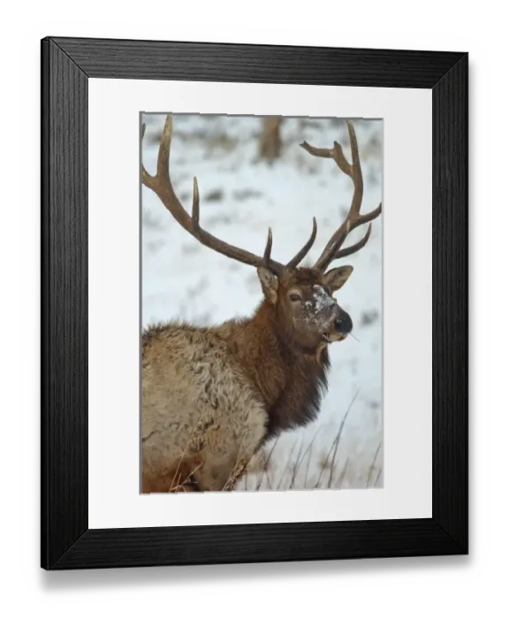 Framed Print : Bull elk in winter in Yellowstone National Park