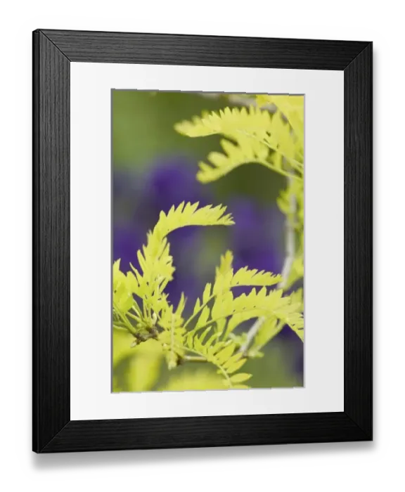 Framed Print : USA, North America, Washington Framed Print : USA, North America, Washington
