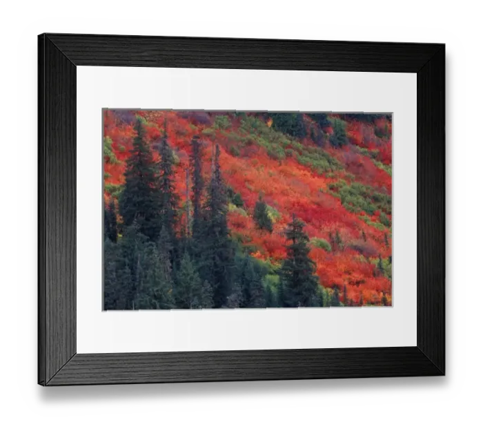 Framed Print : N. A. USA, Washington, Wenatchee National Forest, Stevens Pass, Autumn Color Framed Print : N. A. USA, Washington, Wenatchee National Forest, Stevens Pass, Autumn Color