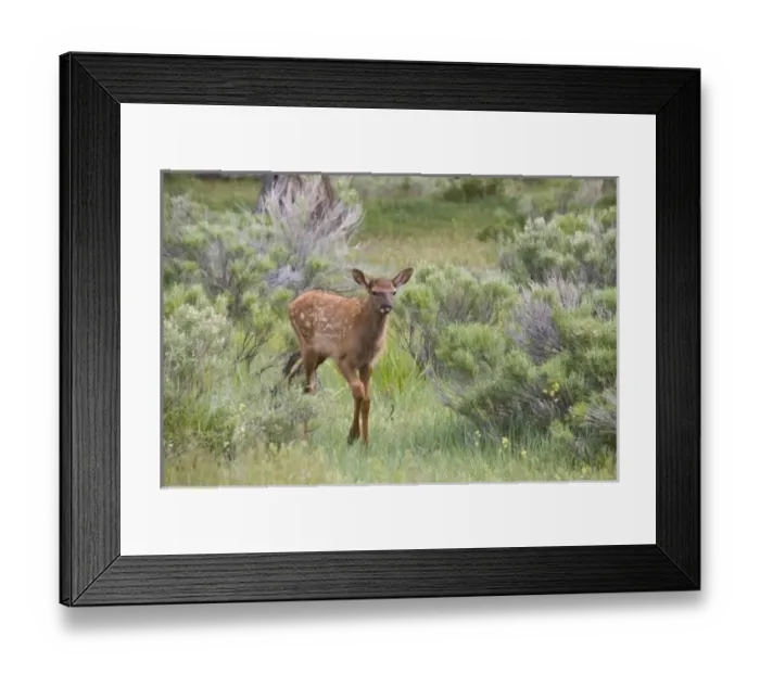 Framed Print : USA, North America, Wyoming
