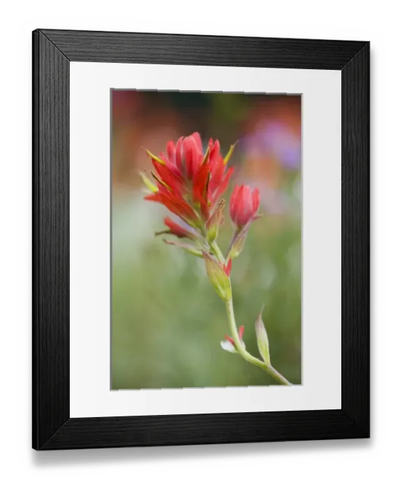 Framed Print : USA, North America, Washington