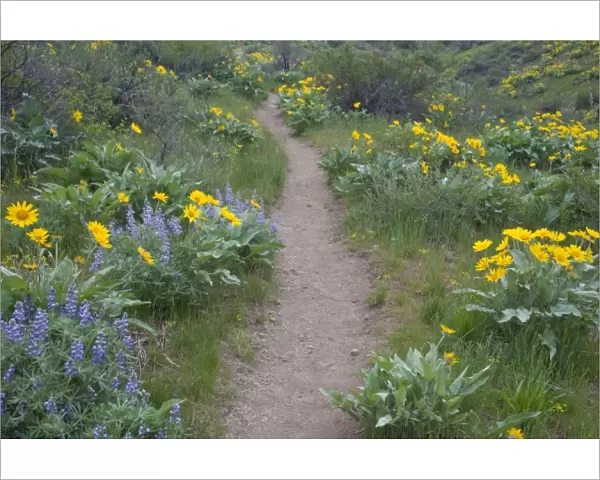 WA, Okanogan National Forest, trail through Arrowleaf Balsamroot and Lpine wildflowers