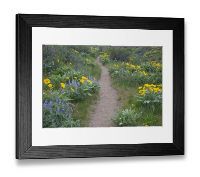 Framed Print : WA, Okanogan National Forest, trail through Arrowleaf Balsamroot and Lpine wildflowers