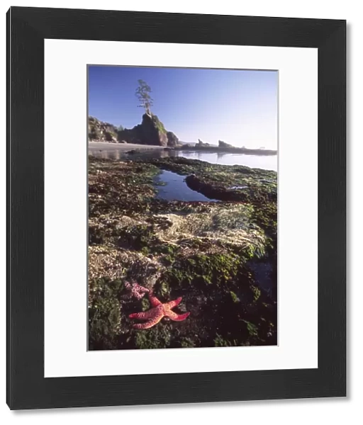 Ochre Sea Stars at Shi Shi Beach, Olympic National Park, Washington, US
