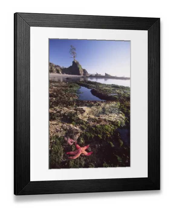 Framed Print : Ochre Sea Stars at Shi Shi Beach, Olympic National Park, Washington, US