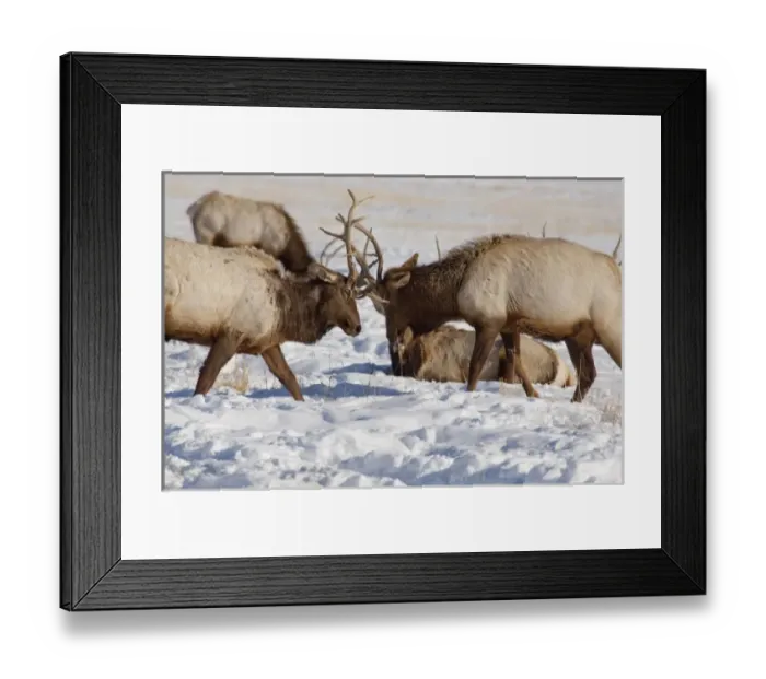 Framed Print : USA, North America, Wyoming Framed Print : USA, North America, Wyoming