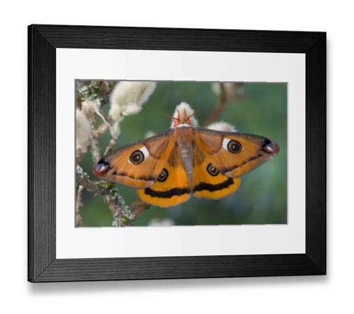 Framed Print : Sammamish, Washington a North American species from California. A small female silk Framed Print : Sammamish, Washington a North American species from California. A small female silk