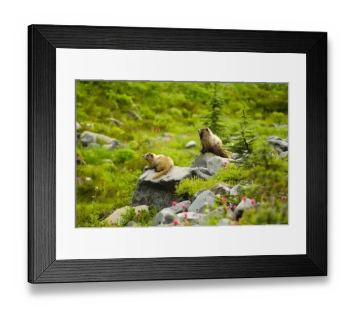Framed Print : USA, North America, Washington Framed Print : USA, North America, Washington