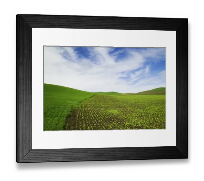 Framed Print : USA, Idaho, Palouse Country, Spring Field of Peas and Wheat Running through the Fields Framed Print : USA, Idaho, Palouse Country, Spring Field of Peas and Wheat Running through the Fields