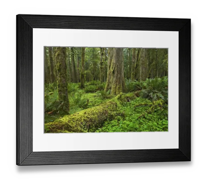 Framed Print : USA, North America, Washington