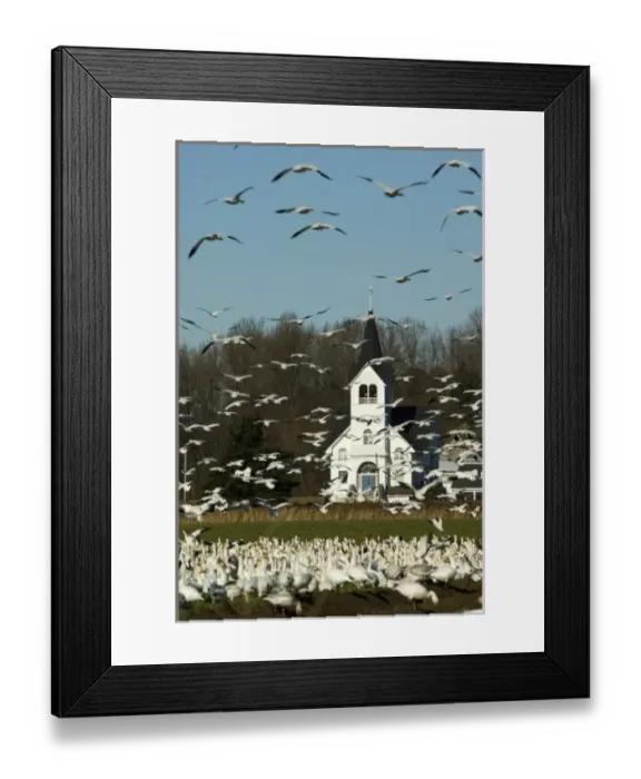 Framed Print : North America, USA, WA, Skagit Valley. Masses of Snow Geese (Chen caerulescens) in