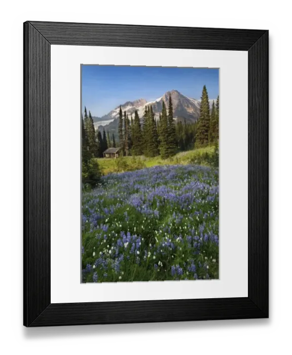 Framed Print : Wildflowers below the peak of Mount Rainier. A ptrol cabin near Indian Henry s Framed Print : Wildflowers below the peak of Mount Rainier. A ptrol cabin near Indian Henry s
