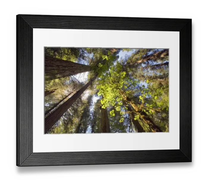 Framed Print : USA, North America, Washington