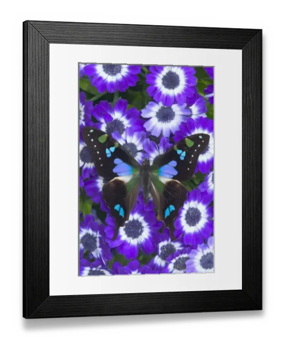 Framed Print : Sammamish Washington Photograph of Butterfly on Flowers, Graphium weiskei the Purple