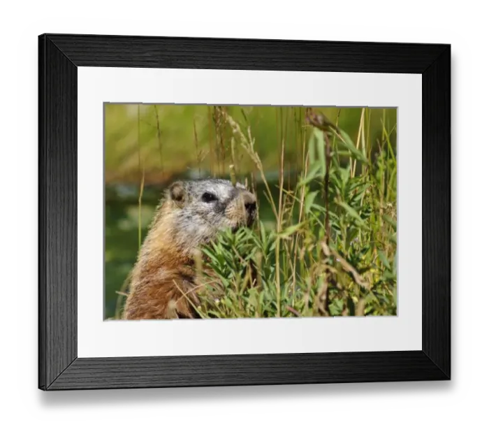 Framed Print : USA, North America, Wyoming Framed Print : USA, North America, Wyoming