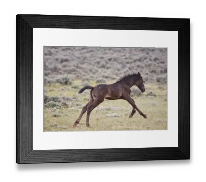 Framed Print : USA, North America, Wyoming