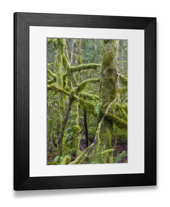 Framed Print : USA, North America, Washington Framed Print : USA, North America, Washington