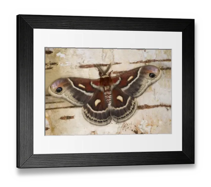 Framed Print : USA, North America, Washington Framed Print : USA, North America, Washington