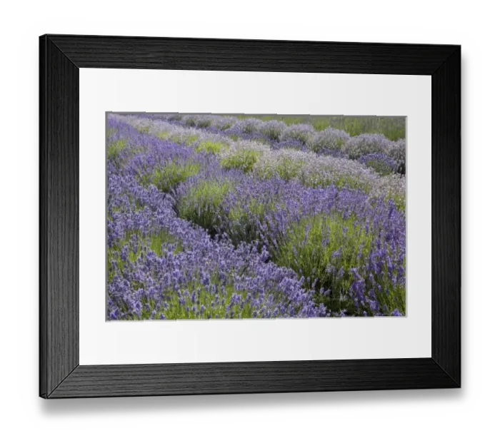 Framed Print : USA, Washington, Sequim, Lavender Festival, Sunshine Herb & Lavender Farm Framed Print : USA, Washington, Sequim, Lavender Festival, Sunshine Herb & Lavender Farm