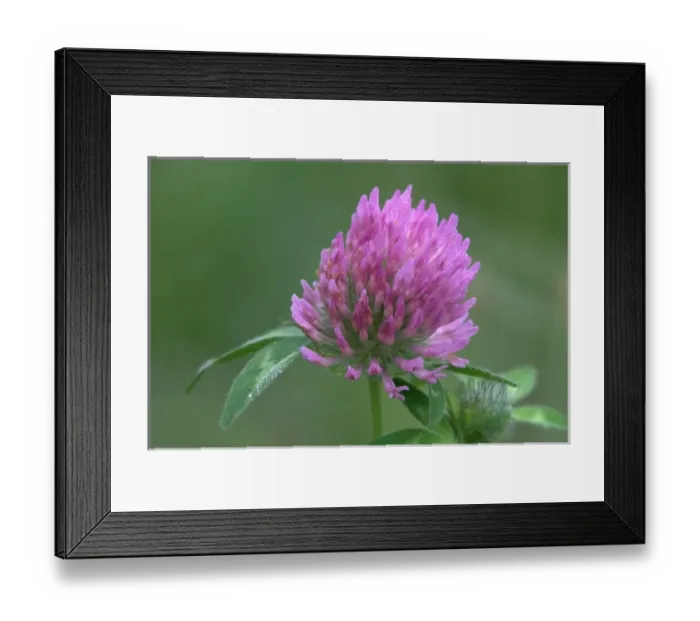 Framed Print : WA, Redmond, Red Clover, Trifolium pratense, Pea family Framed Print : WA, Redmond, Red Clover, Trifolium pratense, Pea family
