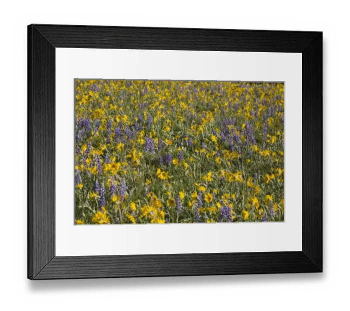 Framed Print : USA, North America, Wyoming