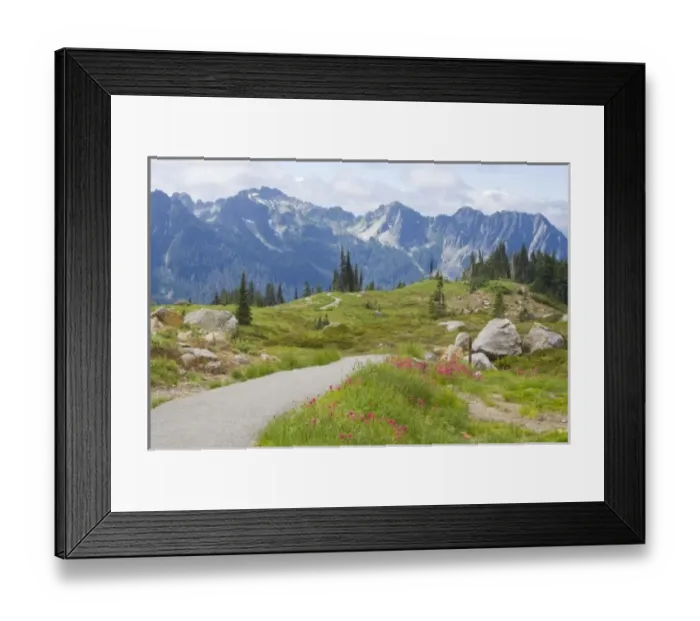 Framed Print : WA, Mount Rainier National Park, Tatoosh Range, Magenta Paintbrush in foreground Framed Print : WA, Mount Rainier National Park, Tatoosh Range, Magenta Paintbrush in foreground