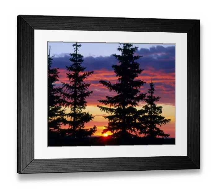 Framed Print : HUSTON PARK WILDERNESS, WYOMING. USA. Spruce trees on the Continental Divide at sunrise Framed Print : HUSTON PARK WILDERNESS, WYOMING. USA. Spruce trees on the Continental Divide at sunrise