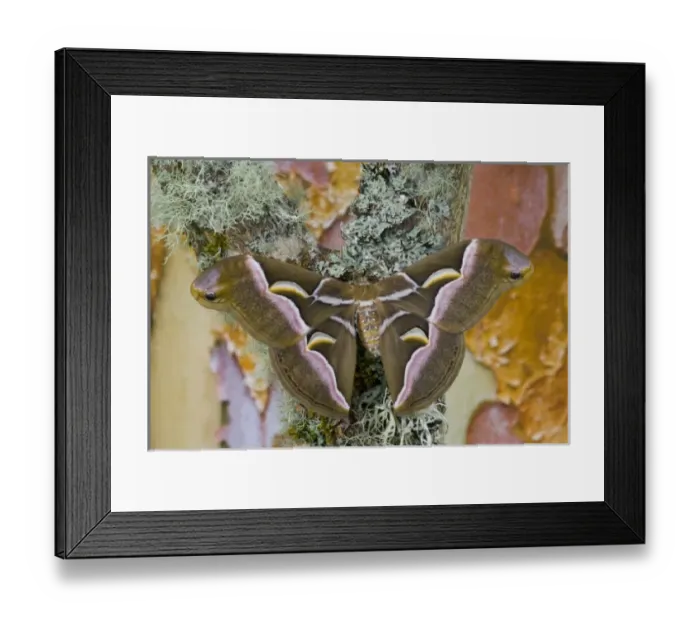 Framed Print : Sammamish, Washington photo taken of silk moth Samia cynthina Framed Print : Sammamish, Washington photo taken of silk moth Samia cynthina