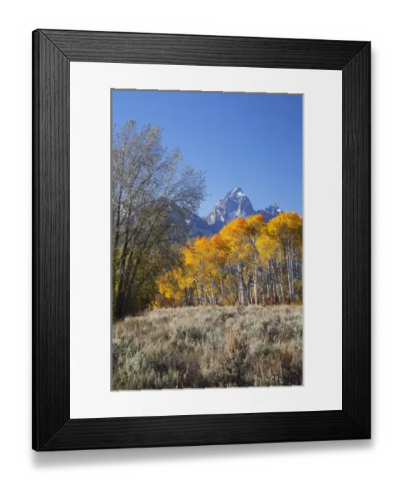 Framed Print : WY, Grand Teton NP, aspen trees with the Teton mountain range Framed Print : WY, Grand Teton NP, aspen trees with the Teton mountain range