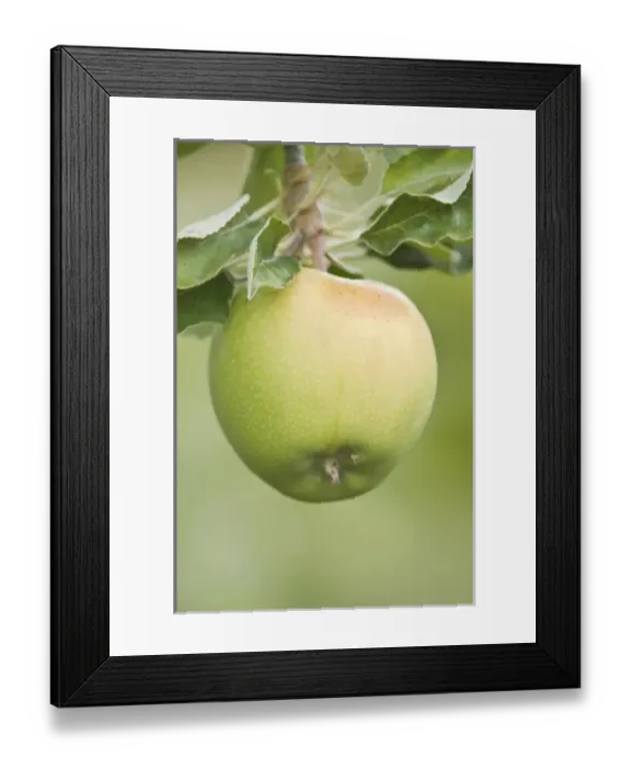 Framed Print : USA, North America, Washington Framed Print : USA, North America, Washington