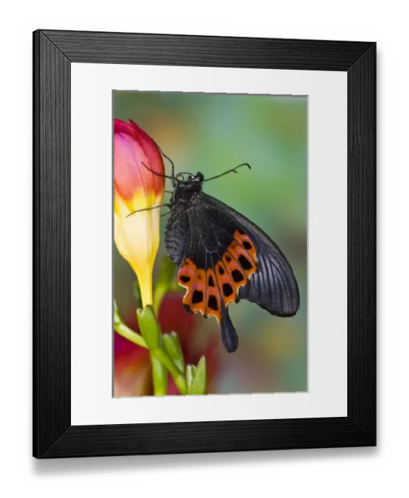 Framed Print : Sammamish, Washington Tropical Butterfly Photograph of Swallowtail Butterfly Papilio Framed Print : Sammamish, Washington Tropical Butterfly Photograph of Swallowtail Butterfly Papilio