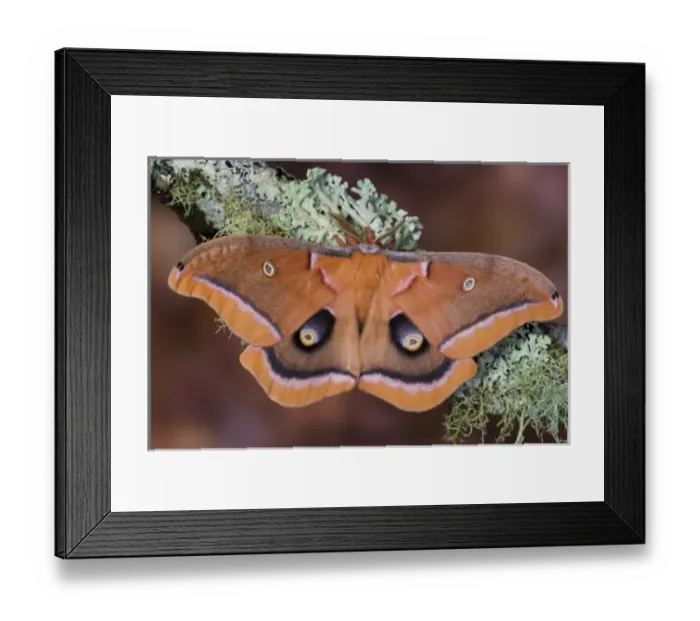 Framed Print : Sammamish, Washington silk moth Antheraea polyphemus from North America