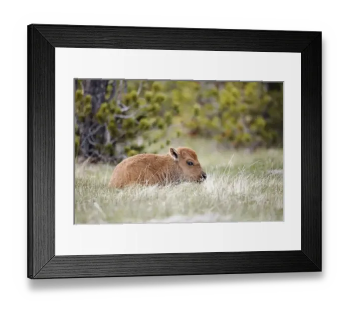 Framed Print : USA, North America, Wyoming