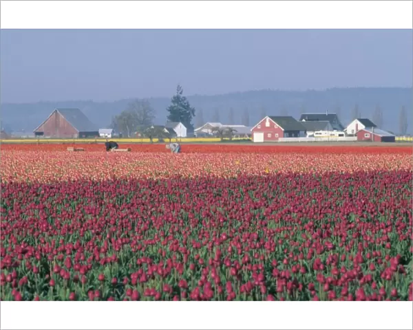 USA, Washington, Skagit Valley. Pink tulip fields and workers
