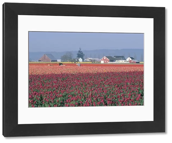 USA, Washington, Skagit Valley. Pink tulip fields and workers