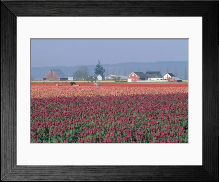 Framed Print : USA, Washington, Skagit Valley. Pink tulip fields and workers