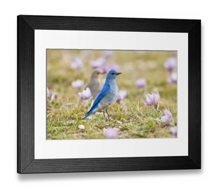 Framed Print : USA, North America, Wyoming Framed Print : USA, North America, Wyoming