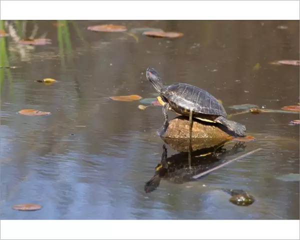 WA, Juanita, Juanita Bay Wetland, Pond Slider Turtle, Red-eared, on log (Chrysemys