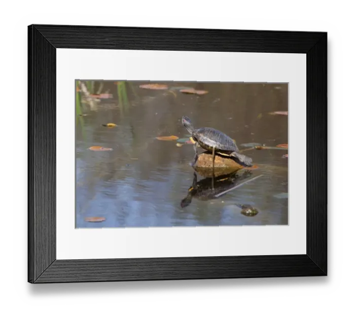 Framed Print : WA, Juanita, Juanita Bay Wetland, Pond Slider Turtle, Red-eared, on log (Chrysemys Framed Print : WA, Juanita, Juanita Bay Wetland, Pond Slider Turtle, Red-eared, on log (Chrysemys