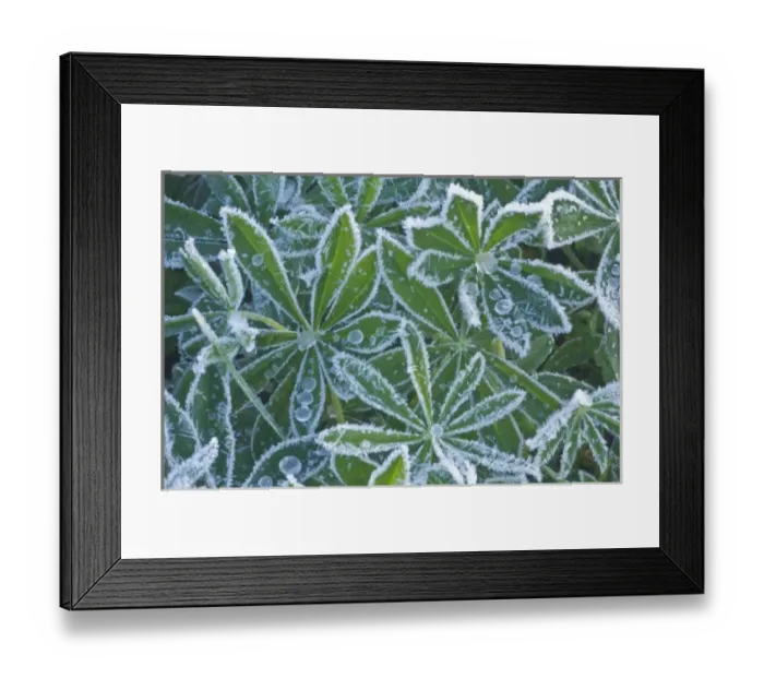 Framed Print : USA, Washington, Mt. Rainier National Park, Mazama Ridge, Frost on Lupine Leaves Framed Print : USA, Washington, Mt. Rainier National Park, Mazama Ridge, Frost on Lupine Leaves